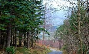 Donard Forest